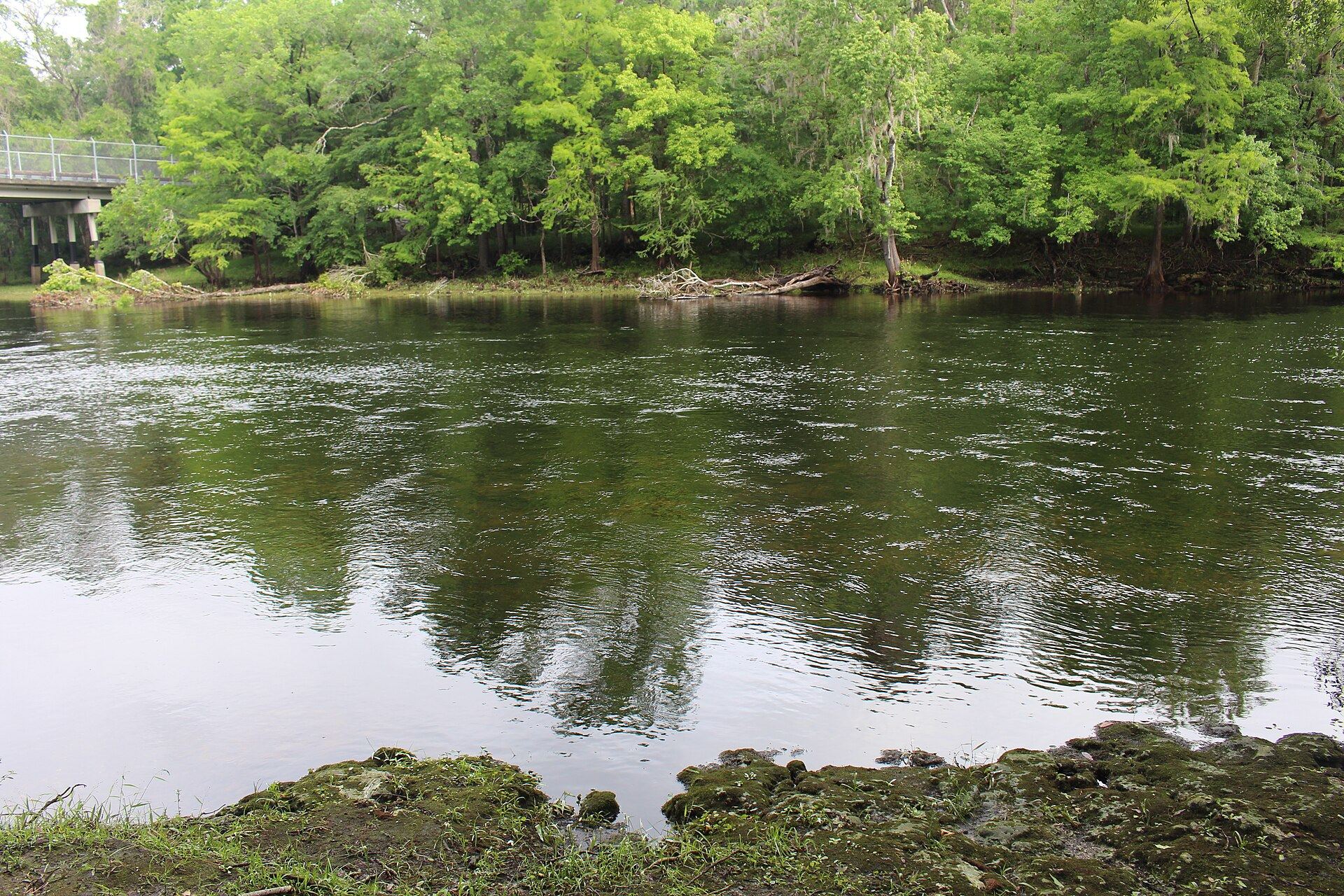 The tannin-dark Santa Fe River lined with cypress in Gilchrist County